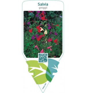 Salvia greggii (mix color)