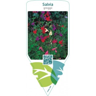 Salvia greggii (mix color)