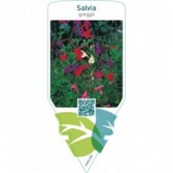 Salvia greggii (mix color)