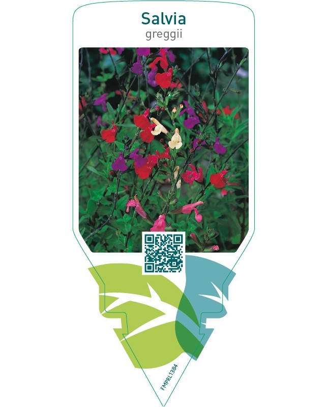 Salvia greggii (mix color)