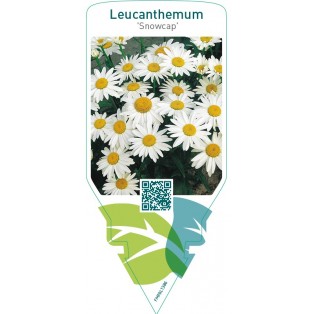 Leucanthemum ‘Snowcap’