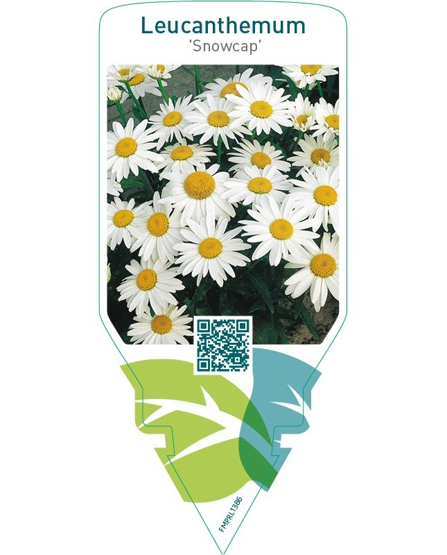 Leucanthemum ‘Snowcap’