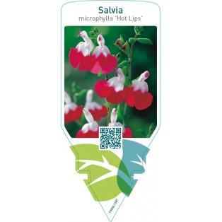 Salvia microphylla ‘Hot Lips’
