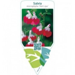 Salvia microphylla ‘Hot Lips’