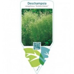 Deschampsia cespitosa ‘Goldschleier’