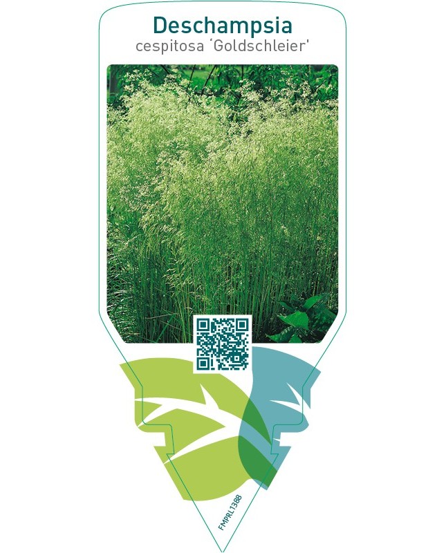 Deschampsia cespitosa ‘Goldschleier’