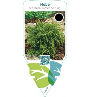 Hebe ochracea ‘James Stirling’