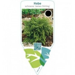 Hebe ochracea ‘James Stirling’