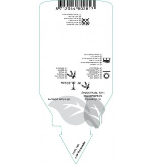 Etiquetas de Hebe ochracea ‘James Stirling’  *