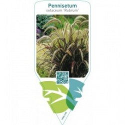 Pennisetum setaceum ‘Rubrum’