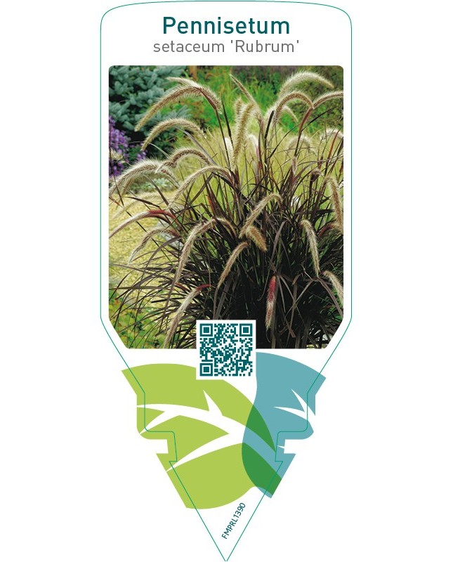 Pennisetum setaceum ‘Rubrum’