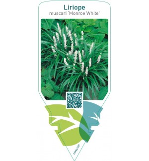 Liriope muscari ‘Monroe White