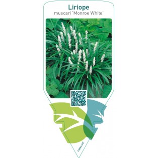 Liriope muscari ‘Monroe White