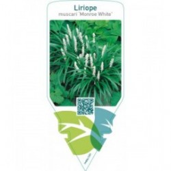 Liriope muscari ‘Monroe White