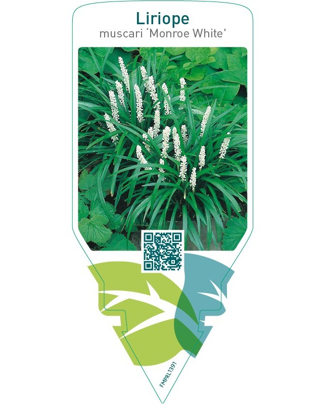 Liriope muscari ‘Monroe White