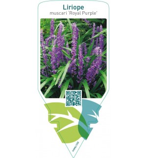Liriope muscari ‘Royal Purple’