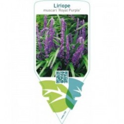 Liriope muscari ‘Royal Purple’