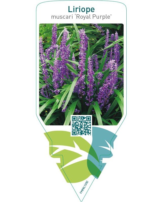 Liriope muscari ‘Royal Purple’