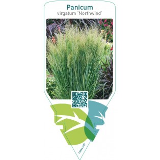 Panicum virgatum ‘Northwind’