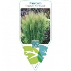 Panicum virgatum ‘Northwind’