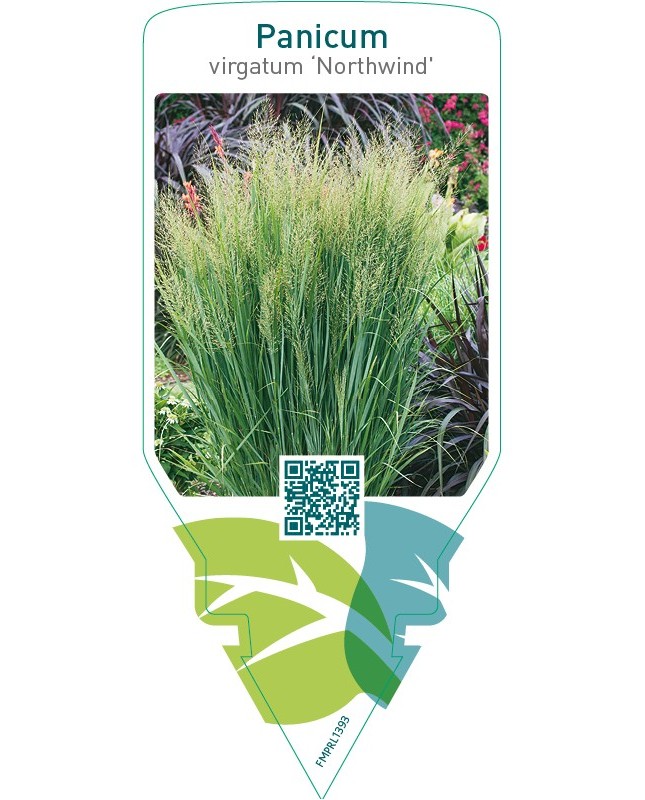 Panicum virgatum ‘Northwind’