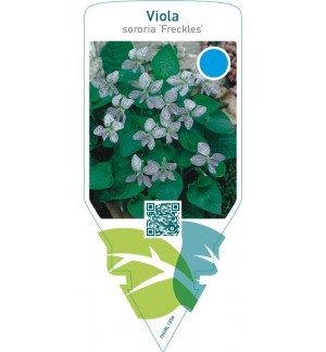 Viola sororia ‘Freckles’