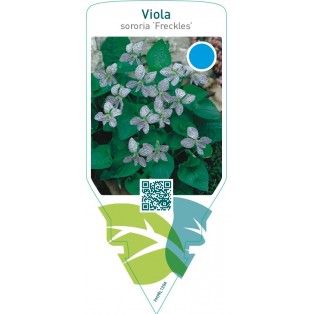 Viola sororia ‘Freckles’