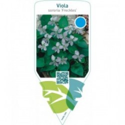 Viola sororia ‘Freckles’