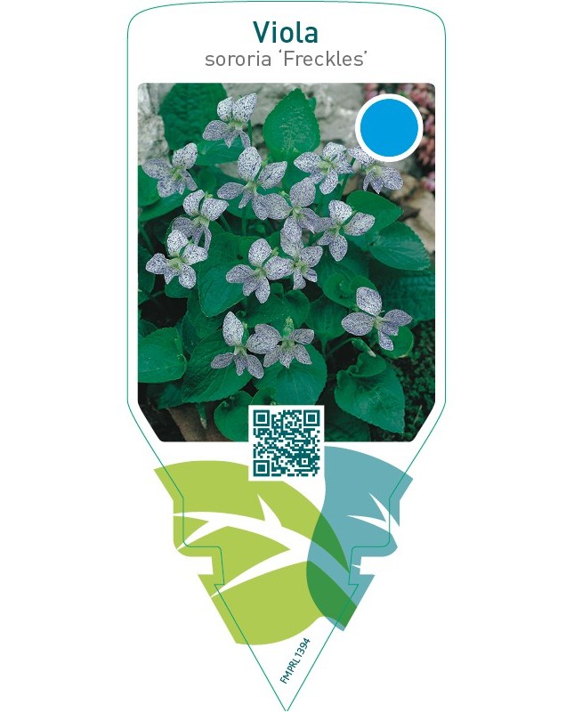 Viola sororia ‘Freckles’