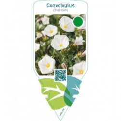 Convolvulus cneorum