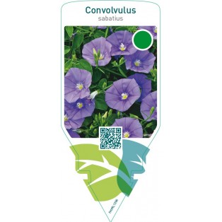 Convolvulus sabatius