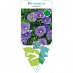 Convolvulus sabatius