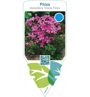 Phlox stolonifera ‘Home Fires’