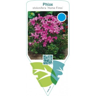 Phlox stolonifera ‘Home Fires’