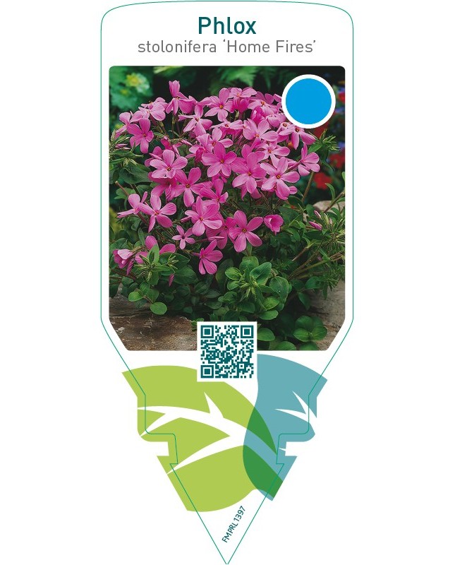 Phlox stolonifera ‘Home Fires’