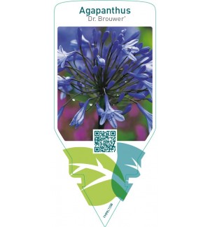 Agapanthus ‘Dr. Brouwer’