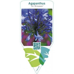 Agapanthus ‘Dr. Brouwer’