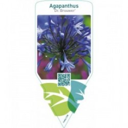 Agapanthus ‘Dr. Brouwer’
