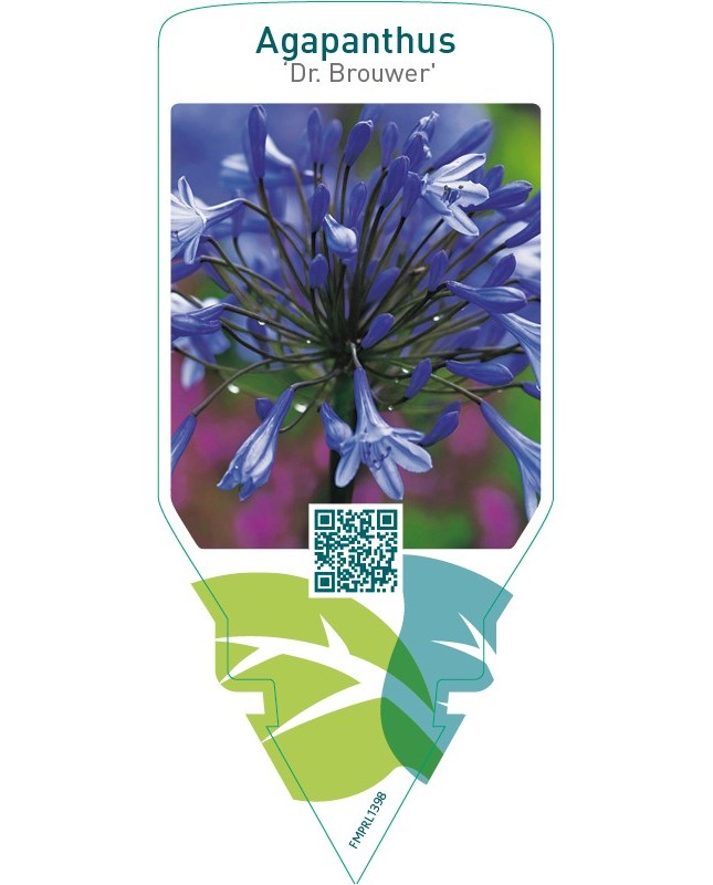 Agapanthus ‘Dr. Brouwer’