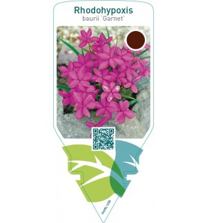 Rhodohypoxis baurii ‘Garnet’