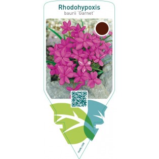 Rhodohypoxis baurii ‘Garnet’