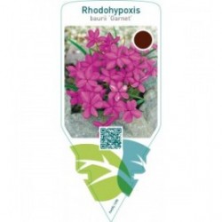 Rhodohypoxis baurii ‘Garnet’