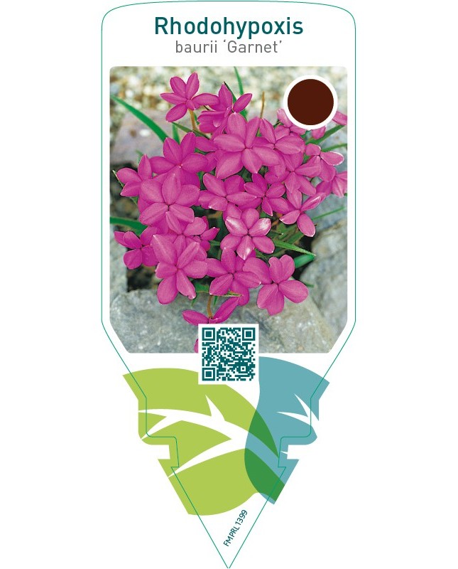 Rhodohypoxis baurii ‘Garnet’