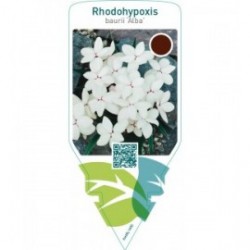 Rhodohypoxis baurii ‘Alba’