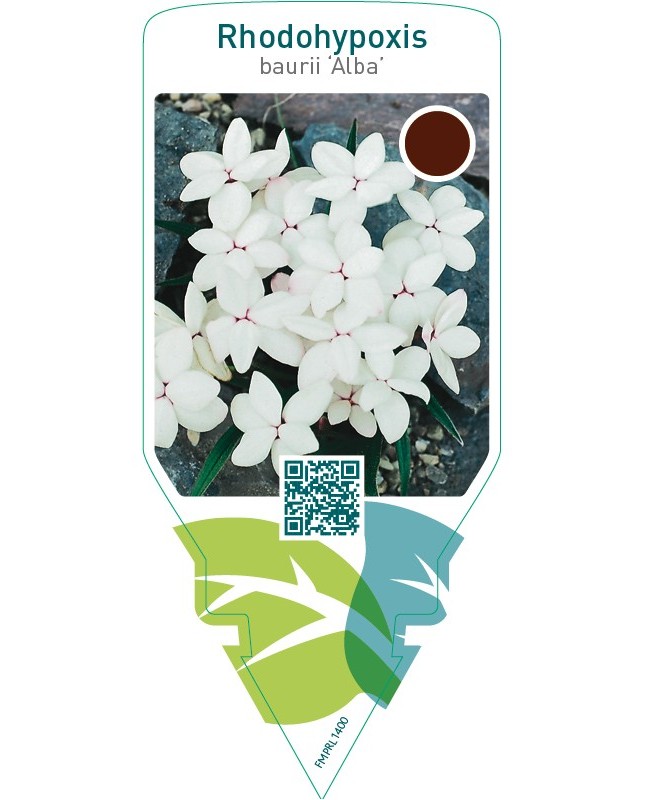 Rhodohypoxis baurii ‘Alba’