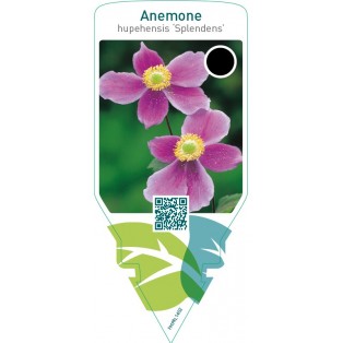 Anemone hupehensis ‘Splendens’