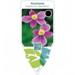 Anemone hupehensis ‘Splendens’