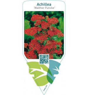 Achillea ‘Walther Funcke’