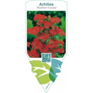 Achillea ‘Walther Funcke’
