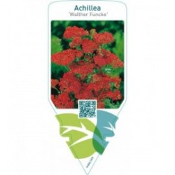 Achillea ‘Walther Funcke’